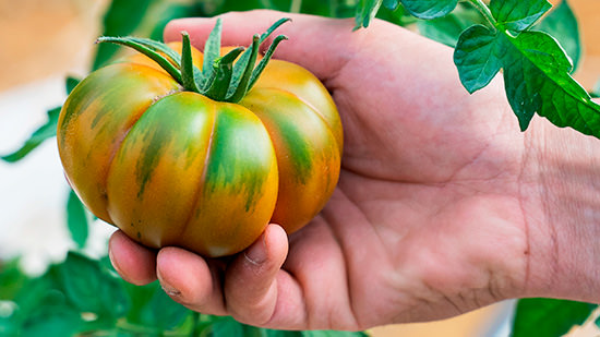 costoluto-zone-vocate